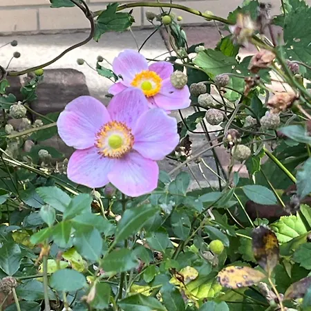 Stylish Vintage House Near Frankfurt * Eschborn